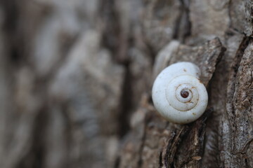 Close up of a snail on tree bark © UMIT