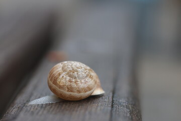 Snail shell on a wet wooden surface after rain. © UMIT