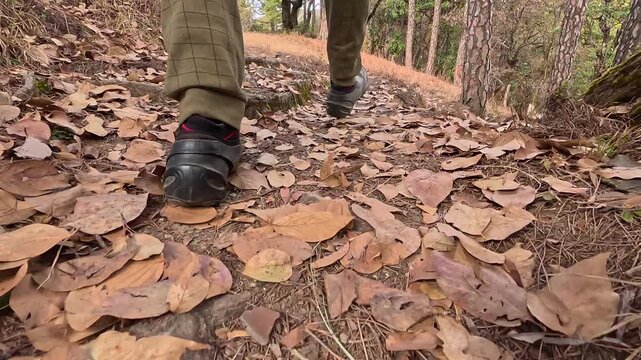 Low Angle Tracking Shot Of Hiker Walking On Dry Leaves In Oak, Pine, Rhododendron Forest
