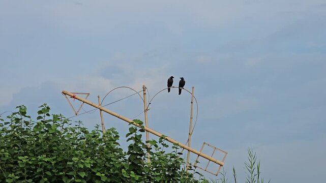 Two crows perched on a traditional bamboo heart and arrow structure swaying in the wind