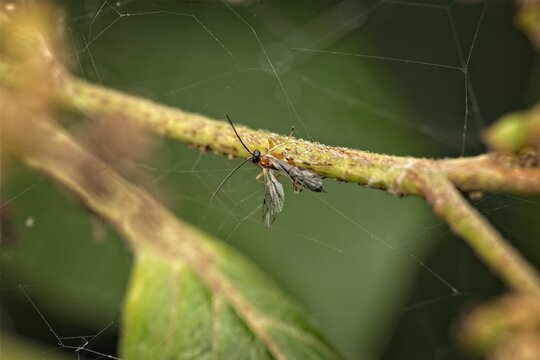 Macro close up of a small ichneumon wasp or winged insect trapped in a spider web thread along a green plant stem under natural soft lighting