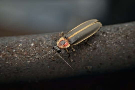 Macro close up of a lightning bug firefly beetle resting on a textured surface under soft natural light showcasing antennae and wing details