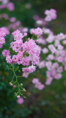 Obraz premium Delicate clusters of light pink roses blooming in a lush green garden