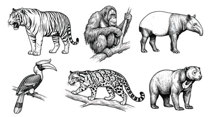 Vintage hand drawn wild animals of Asia set, detailed black and white jungle animal sketches, tiger and orangutan vector illustrations © chouadhrynuman