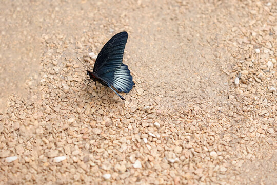 un papillon gris bleu au sol