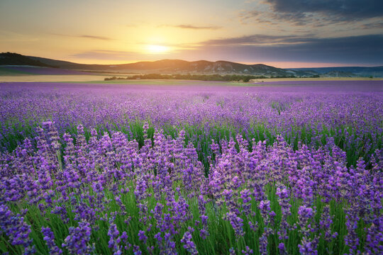 Lavender field landscape at sunset with scenic flower rows leading toward a bright shining sun.