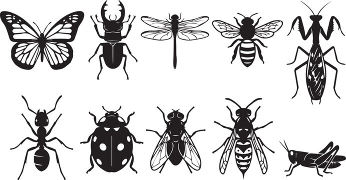 insects.