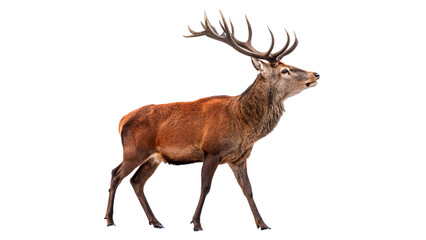 Obraz premium Majestic red deer stag with large antlers isolated on transparent background cut out