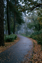 Fototapeta premium path in the forest