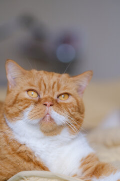 my lovely boy Mio british shorthair red tabby 