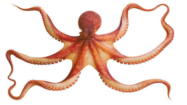 Detailed red octopus with eight tentacles spread wide, isolated on transparent background