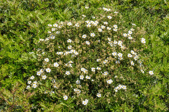 Cistus Monspeliensis shrub blossoming flowers, Is Praneddas, sant Antioco island,  Cagliari, Italy
