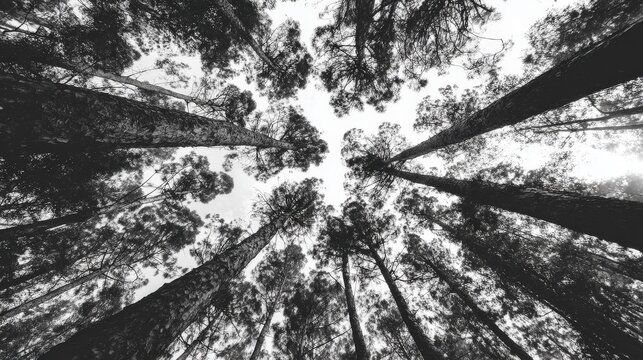 Grayscale low angle photo of trees.