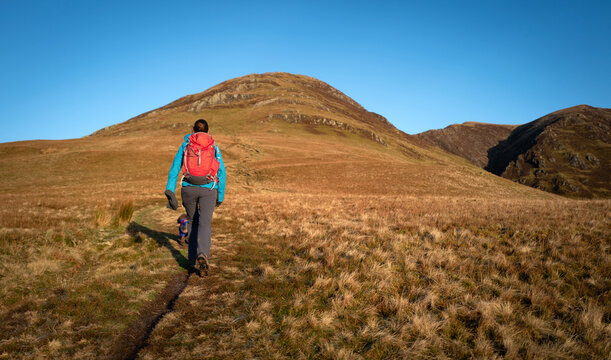 A female hiker walking up towards the summit of Whiteless Pike on a sunny winters morning in the Lake District, Cumbria, England UK.