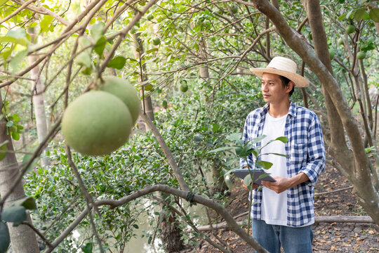 Organic farming, fruit farm. Farmers recheck quality record on application on tablet. Pomelo grow naturally, Ecological Biological, Healthy, Technology, non toxic, harvest, scientific , academic