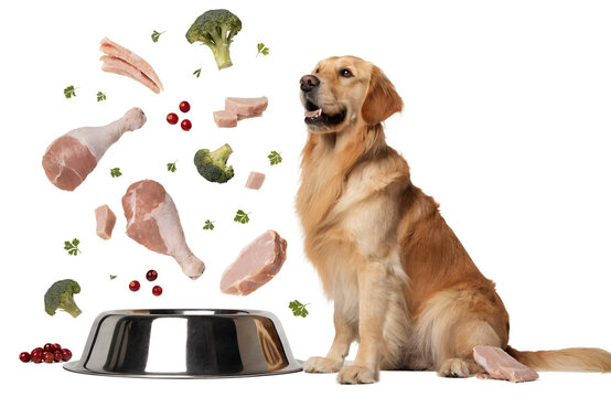 Luxury commercial pet food advertising mockup, happy Golden Retriever sitting beside a premium stainless steel dog bowl filled with fresh raw beef chunks, chicken pieces, carrots, broccoli and blueber