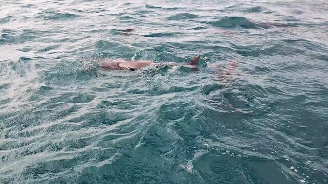Pod of spinner dolphins rubbing against one and other, playing, and socialising at Moon Reef, Viti Levu in Fiji, South Pacific