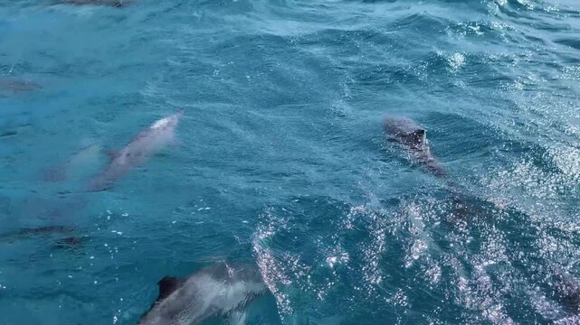 Pod of spinner dolphins stenella longirostris slowly swimming on surface of ocean waves at Moon Reef off the tropical island of Viti Levu, Fiji, South Pacific