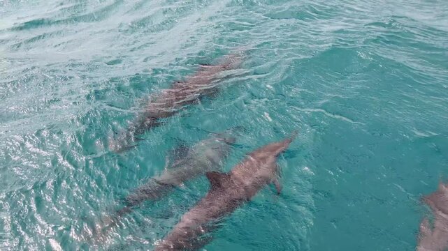 Pod spinner dolphins relaxing and swimming slowly in turquoise ocean water at Moon Reef on tropical island Viti Levu, Fiji, South Pacific