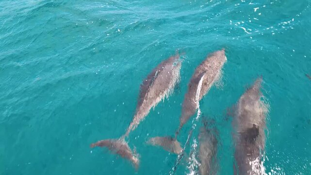 Close up topdown spinner dolphins socialising and swimming breaking surface of tropical ocean waters at Moon Reef in Fiji, South Pacific