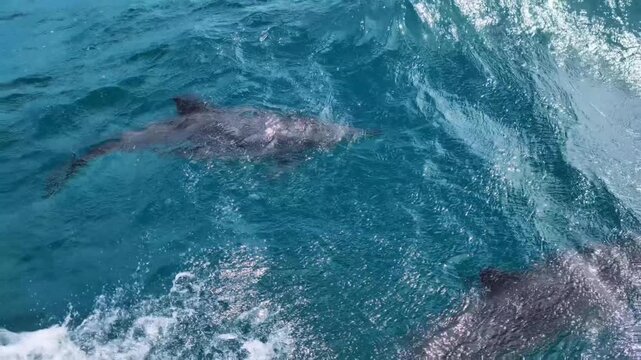Close up pod of spinner dolphins swimming in ocean waves at Moon Reef on tropical island Viti Levu, Fiji, South Pacific