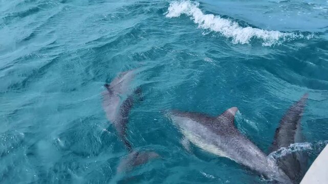 Curious spinner dolphins relaxing and playing at bow of boat at Moon Reef on tropical island Viti Levu, Fiji, South Pacific