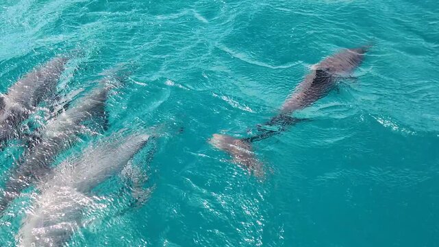 Pod spinner dolphins swimming through sheltered turquoise ocean water of Moon Reef on Viti Levu, Fiji in South Pacific