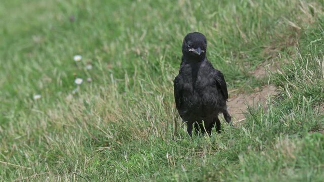 Young Jackdaw (Corvus monedula) looking for food and preening its feathers. July, Kent, UK. [Half speed]