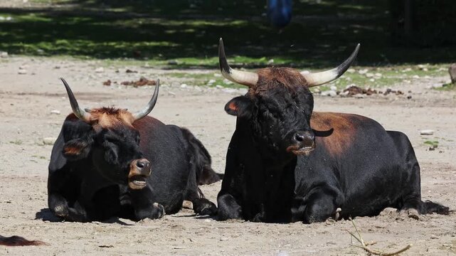 Heck cattle, Bos primigenius taurus, claimed to resemble the extinct aurochs. Domestic highland cattle