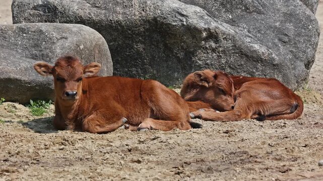 Baby Aurochs, Heck cattle, Bos primigenius taurus, claimed to resemble the extinct aurochs. Domestic highland cattle
