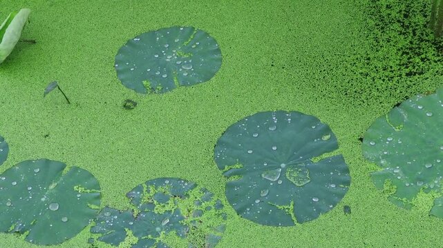 Raindrops fall on the duckweed in the pond.연못의 개구리밥위로 빗방울이 떨어집니다.