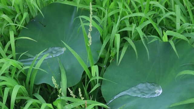 Raindrops gathered on the lotus leaf and formed a bead.연잎위 빗방울이 모여 구슬을 만들었습니다.