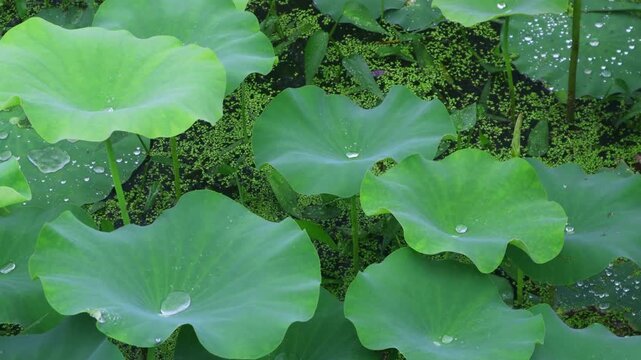 Raindrops fall on the lotus leaves.연잎위로 빗방울이 떨어집니다.