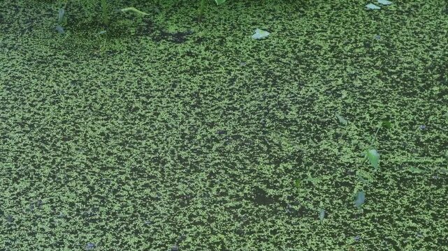 Raindrops fall on the duckweed in the pond.연못의 개구리밥위로 빗방울이 떨어집니다.