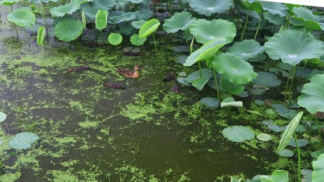 A family of ducks is swimming in the pond.오리가족이 연못에서 헤엄을 치고 있습니다.