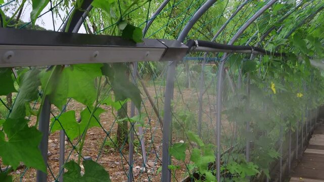We operate a fog system to pollinate the vine plants.덩굴 식물의 수분을 주기위해 포그시스템을 가동합니다.