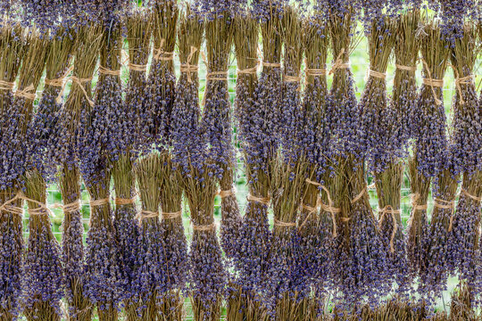 Lavender Blooming Season in the Carpathian Mountains. Natural drying of lavender