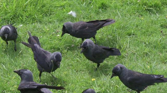 Jackdaws (Corvus monedula) looking for food on the lawn in a public park. July, Kent, UK. [Half speed]