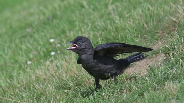 Young Jackdaw (Corvus monedula) calling to its parents, hoping to be fed. July, Kent, UK. With sound