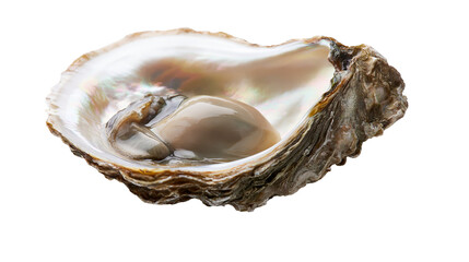Raw oyster in its iridescent shell, isolated on transparent background © Emilia