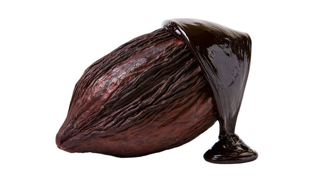 Dark brown cocoa pod with glossy dark liquid dripping, isolated on transparent background