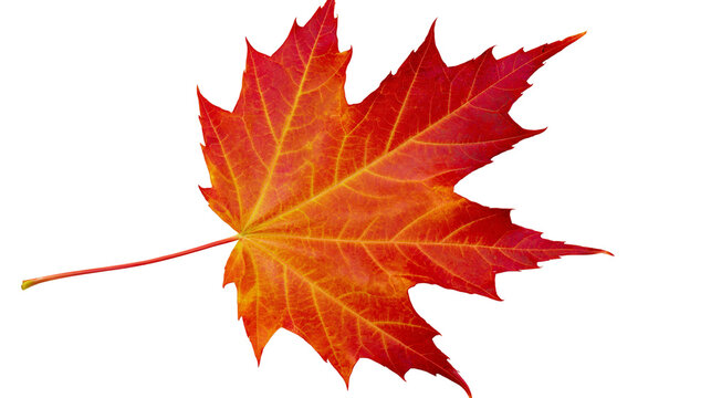 Vibrant red and orange maple leaf with detailed veins, isolated on transparent background