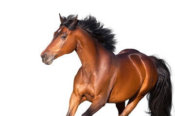Fototapeta premium Bay horse portrait on white