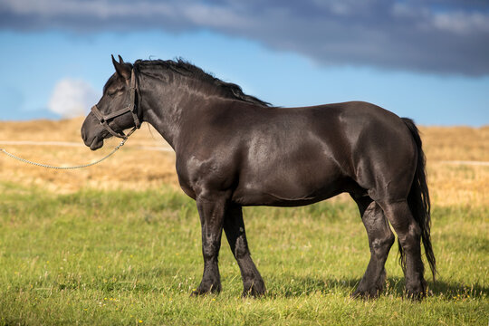 Percheron mare on field