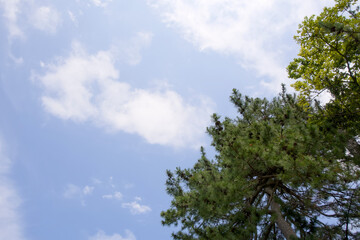 Fototapeta premium Pine trees along the coastline with a bright blue sky in the background. A refreshing and natural seaside scene symbolizing coastal beauty.