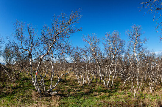 Southern Urals in spring: Irendyk ridge, twisted birch trees at the top of Mount Karatashmas.
