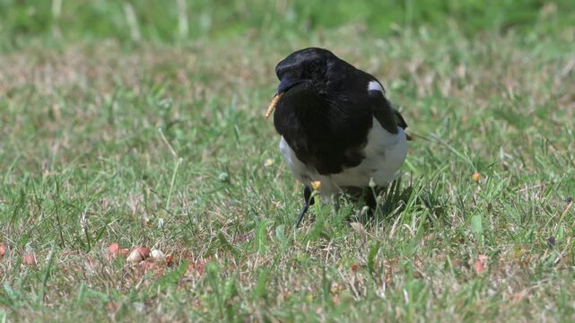 Young Magpie (Pica pica) eating mealworms on a garden lawn. July, Kent, UK [Slow motion x4]