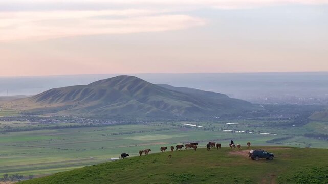 Mountain landscape with cows. Drone 4K video of herder on horse with herd of cows on the top of the hill