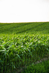 Fototapeta premium Young cornfield growing under a bright sky, green crops cultivating agriculture and organic food production