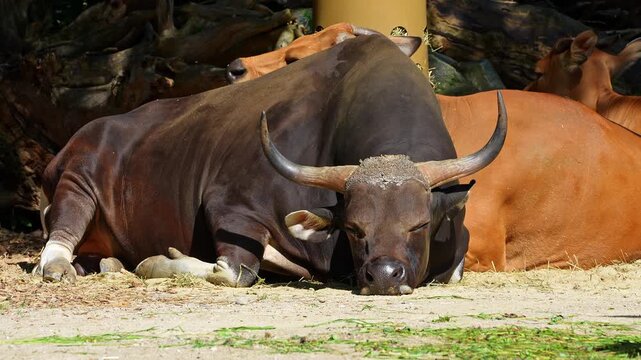 Banteng, Bos javanicus or Red Bull. It is a type of wild cattle But there are key characteristics that are different from cattle and bison: a white band bottom in both males and females.